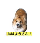 ひめの毎日（個別スタンプ：1）