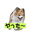 ひめの毎日（個別スタンプ：3）