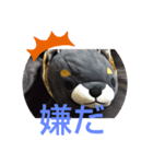 豆柴のごん（個別スタンプ：5）