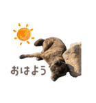 甲斐犬のカイくん★（個別スタンプ：1）