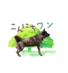 甲斐犬のカイくん★（個別スタンプ：2）