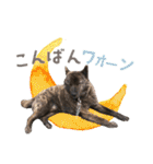 甲斐犬のカイくん★（個別スタンプ：3）