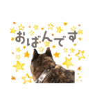 甲斐犬のカイくん★（個別スタンプ：4）