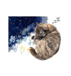 甲斐犬のカイくん★（個別スタンプ：5）
