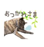 甲斐犬のカイくん★（個別スタンプ：6）