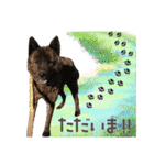 甲斐犬のカイくん★（個別スタンプ：8）