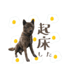 甲斐犬のカイくん★（個別スタンプ：9）