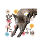 甲斐犬のカイくん★（個別スタンプ：10）