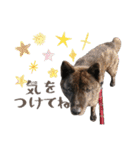 甲斐犬のカイくん★（個別スタンプ：11）