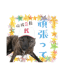 甲斐犬のカイくん★（個別スタンプ：12）