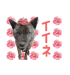 甲斐犬のカイくん★（個別スタンプ：16）