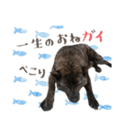 甲斐犬のカイくん★（個別スタンプ：21）