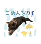 甲斐犬のカイくん★（個別スタンプ：22）