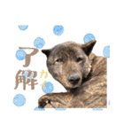甲斐犬のカイくん★（個別スタンプ：23）
