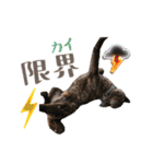 甲斐犬のカイくん★（個別スタンプ：24）