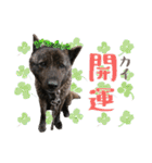 甲斐犬のカイくん★（個別スタンプ：25）