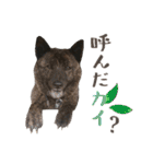 甲斐犬のカイくん★（個別スタンプ：26）