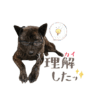 甲斐犬のカイくん★（個別スタンプ：29）