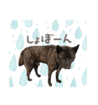 甲斐犬のカイくん★（個別スタンプ：30）