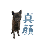 甲斐犬のカイくん★（個別スタンプ：31）