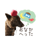 甲斐犬のカイくん★（個別スタンプ：33）