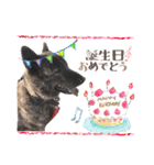 甲斐犬のカイくん★（個別スタンプ：38）