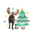 甲斐犬のカイくん★（個別スタンプ：39）