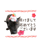 甲斐犬のカイくん★（個別スタンプ：40）