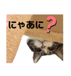 くるぶし先輩withにゃんず（個別スタンプ：5）