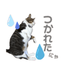 くるぶし先輩withにゃんず（個別スタンプ：6）