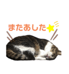 くるぶし先輩withにゃんず（個別スタンプ：8）