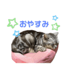くるぶし先輩withにゃんず（個別スタンプ：12）