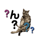 くるぶし先輩withにゃんず（個別スタンプ：13）