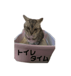 くるぶし先輩withにゃんず（個別スタンプ：20）
