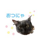 くるぶし先輩withにゃんず（個別スタンプ：35）