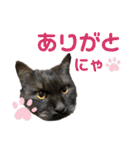 くるぶし先輩withにゃんず（個別スタンプ：37）
