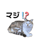 くるぶし先輩withにゃんず（個別スタンプ：39）