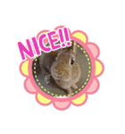 うさちゃんの毎日スタンプ①（個別スタンプ：1）