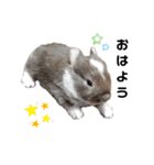 Cocoa_Family（個別スタンプ：1）
