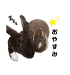 Cocoa_Family（個別スタンプ：2）