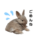 Cocoa_Family（個別スタンプ：4）