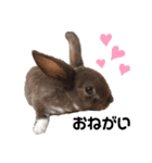 Cocoa_Family（個別スタンプ：5）