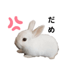 Cocoa_Family（個別スタンプ：6）