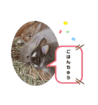 Cocoa_Family（個別スタンプ：8）