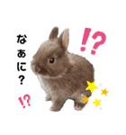 Cocoa_Family（個別スタンプ：11）