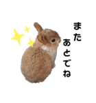 Cocoa_Family（個別スタンプ：15）