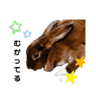 Cocoa_Family（個別スタンプ：20）