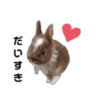 Cocoa_Family（個別スタンプ：21）