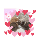 Cocoa_Family（個別スタンプ：24）