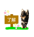 ゆうゆのチワワとダックス2（個別スタンプ：1）
